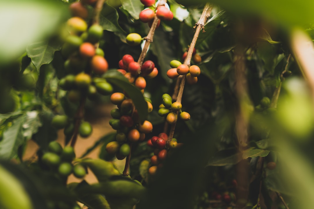 Arabica coffee varieties